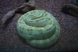 Snakes of every colour