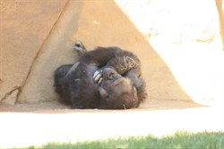 Gorilla