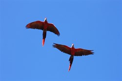 Macaws in flight