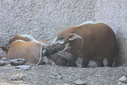 Red River Hogs