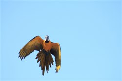Flight!