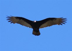 Condor in flight