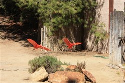 Beatiful orange birds