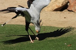 The Secretary Bird
