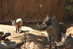 The Warthog and Bat Eared Fox