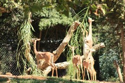 Standing antelope