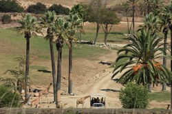 Views from the safari tram