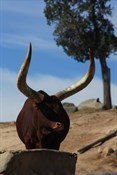Buffalo