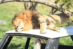 Lion