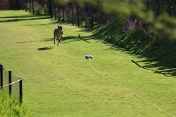 The awesome cheetah chasing its toy on a string