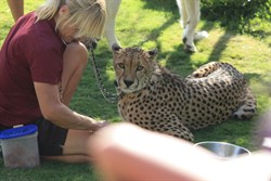 A magnificent cheetah