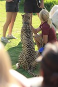 Long and lean - Cheetah