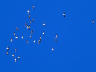 Pelicans