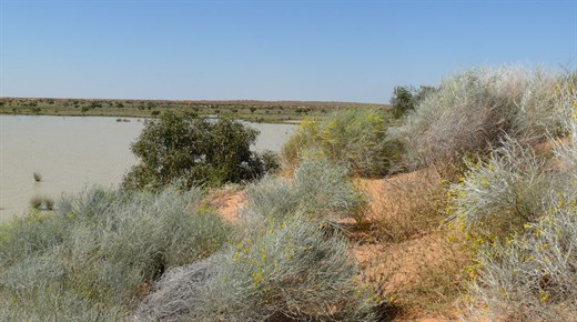 Water everywhere and dunes covered with flowers