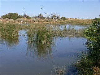 Mungerrannie wetland is home to plenty of waterbirds