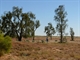 Acacia peuce, or Waddy Tree