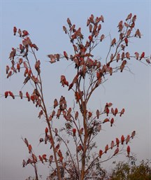 An entertaining flock of galahs.