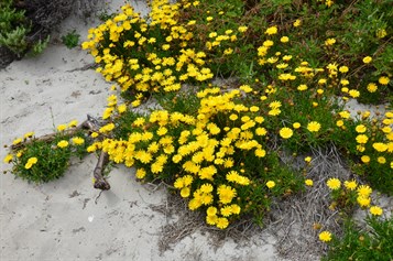 Kangaroo Island Wildflowers