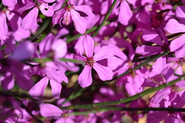 Kangaroo Island Wildflowers