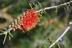 Callistemon rugulos var. rugulosus 