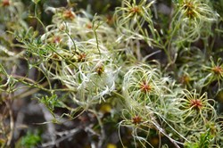 Clematis microphylla 