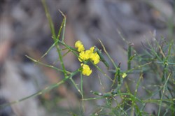Acacia spinescens 