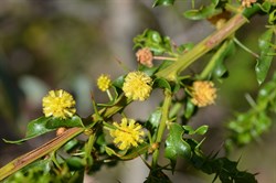 Acacia paradoxa 