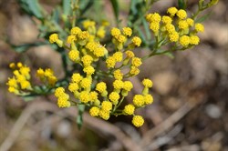 Senecio odoratus var. odoratus 
