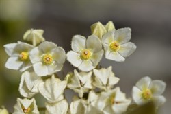 Lasiopetalum schulzenii 