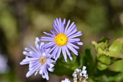 Olearia rudis 