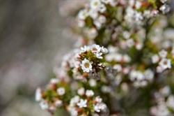 Thryptomene ericaea 