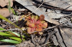 Drosera whittakakeri 