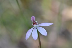 Caladenia carnea var. carnea 