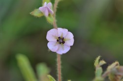 Thomasia petalocalyx 