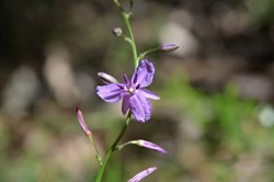 Arthropodium fimbriatum 