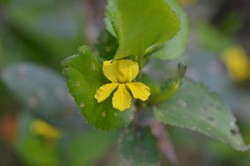Goodenia ovata 