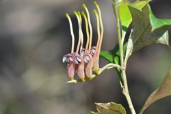 Grevillea ilicifolia 