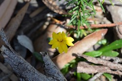 Goodenia blackiana 