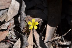 Oxalis perennans 