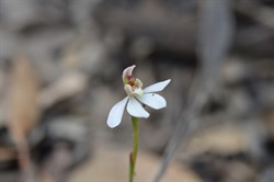 Caladenia carnea var. carnea 