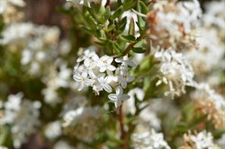 Pimelea glauca 