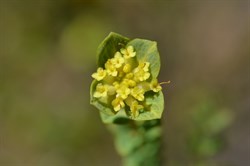 Pimelea serpyllifolia 