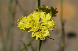 Glischrocaryon behrii 