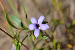 Billardiera versicolor 