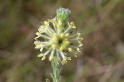 Pimelea octophylla ssp. Octophyalla 