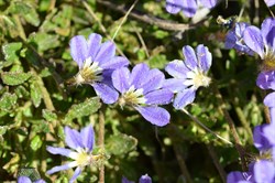Scaevola aemula 