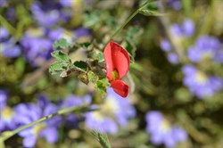 Kennedia prostrata 