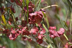Dodonaea viscosa ssp. Angustissima 