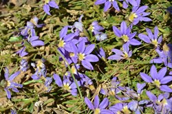 Scaevola aemula 