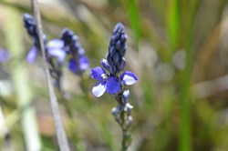 Comesperma calymega 